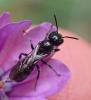 Chelostoma sp.